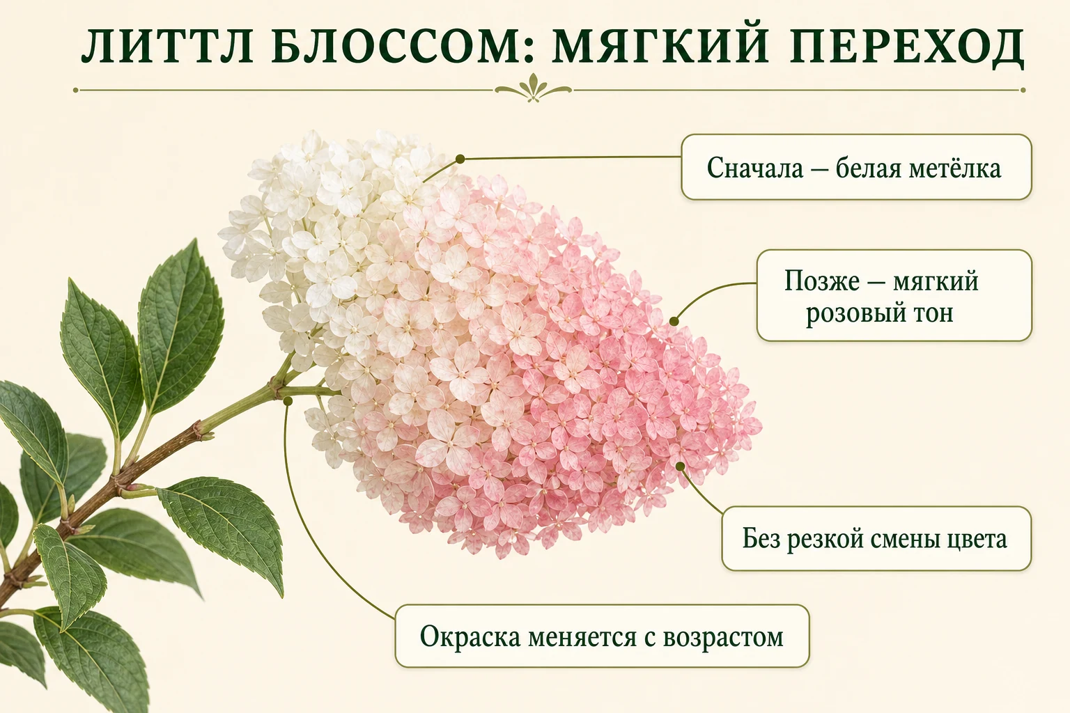 Одна метёлка Ливинг Литтл Блоссом с мягким возрастным переходом от белого к светло-розовому.