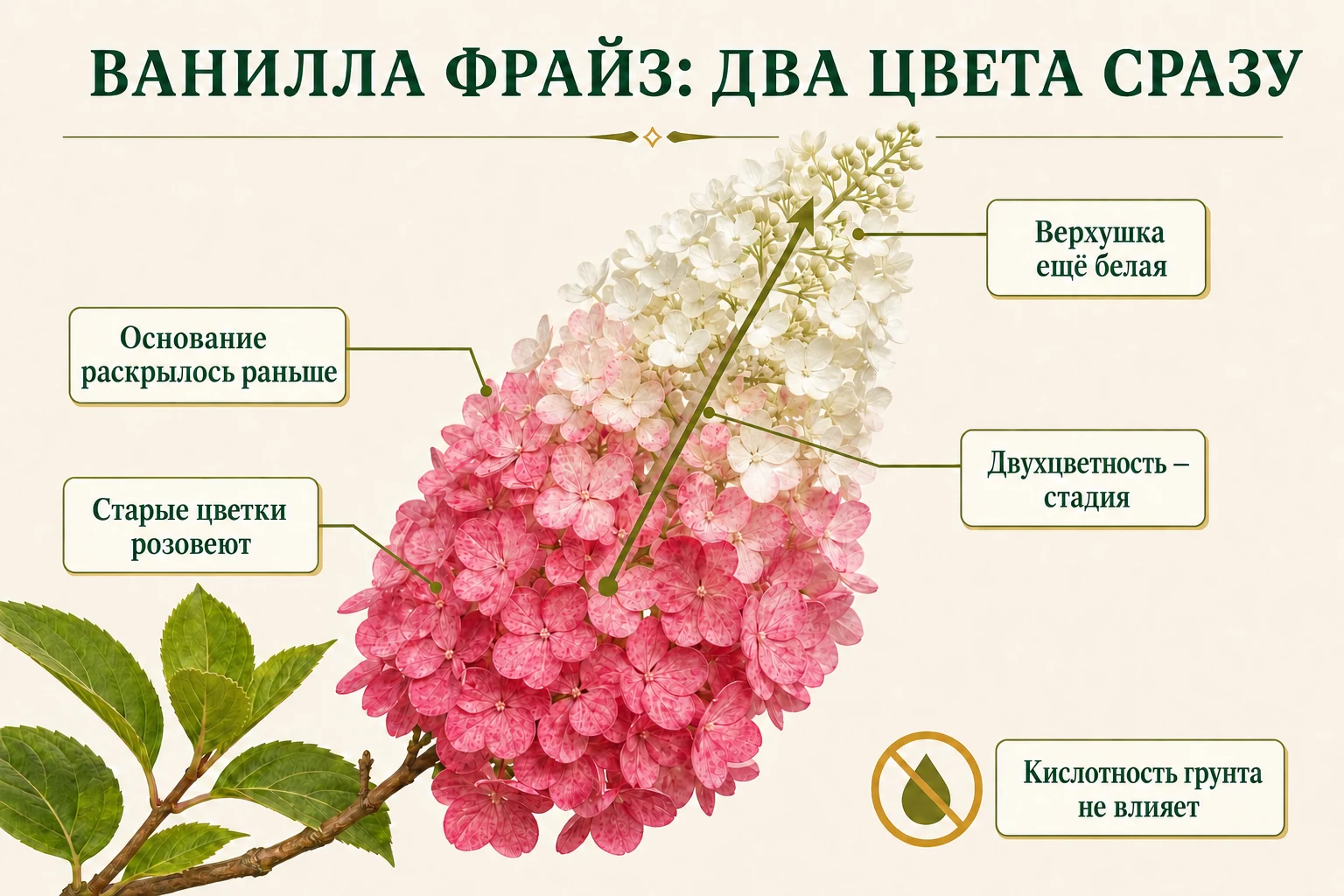 Одна двухцветная метёлка Ванилла Фрайз с розовым основанием и белой молодой верхушкой.