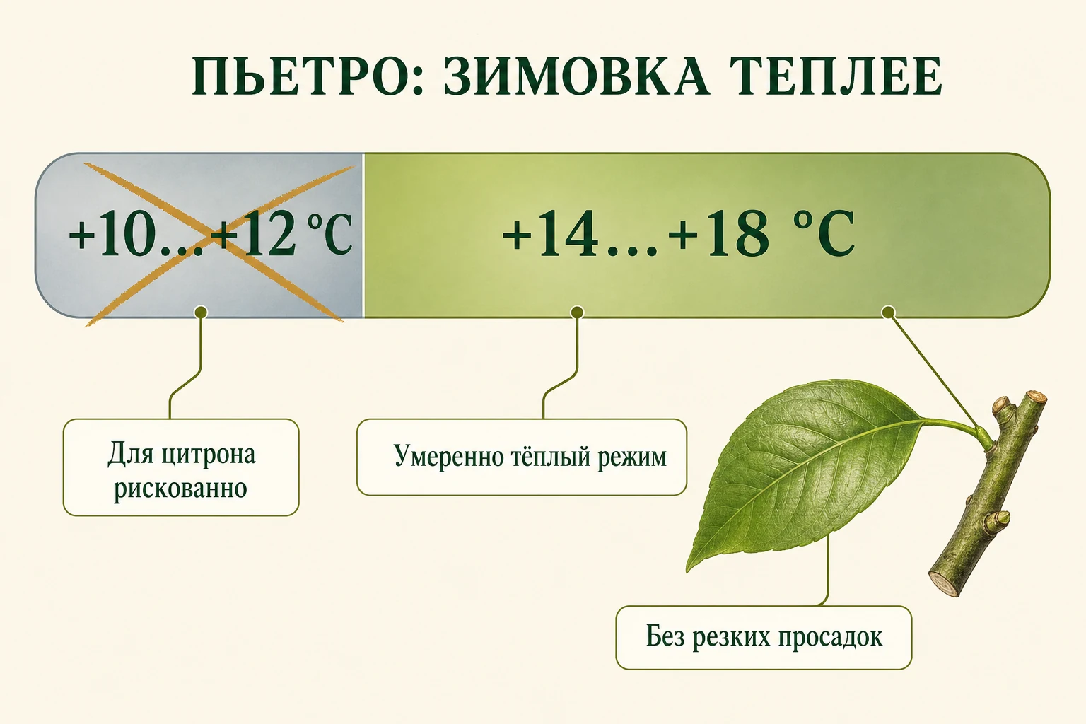 Температурная полоса зимовки цитрона Пиретто: предпочтительно +14…+18 °C, +10…+12 °C рискованно.