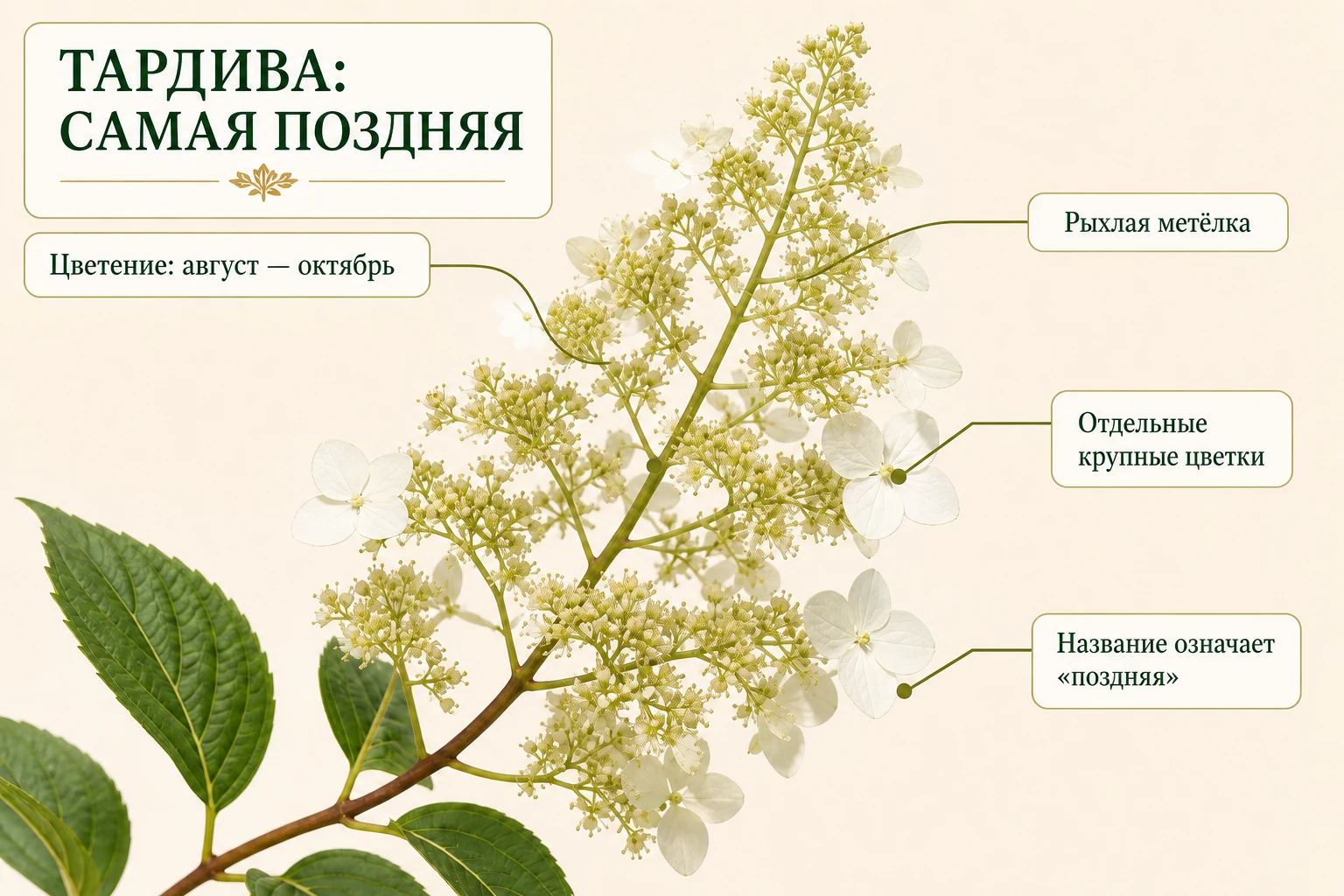 Прикреплённая рыхлая метёлка Тардивы с отдельными крупными цветками и отметкой позднего цветения с августа по октябрь.