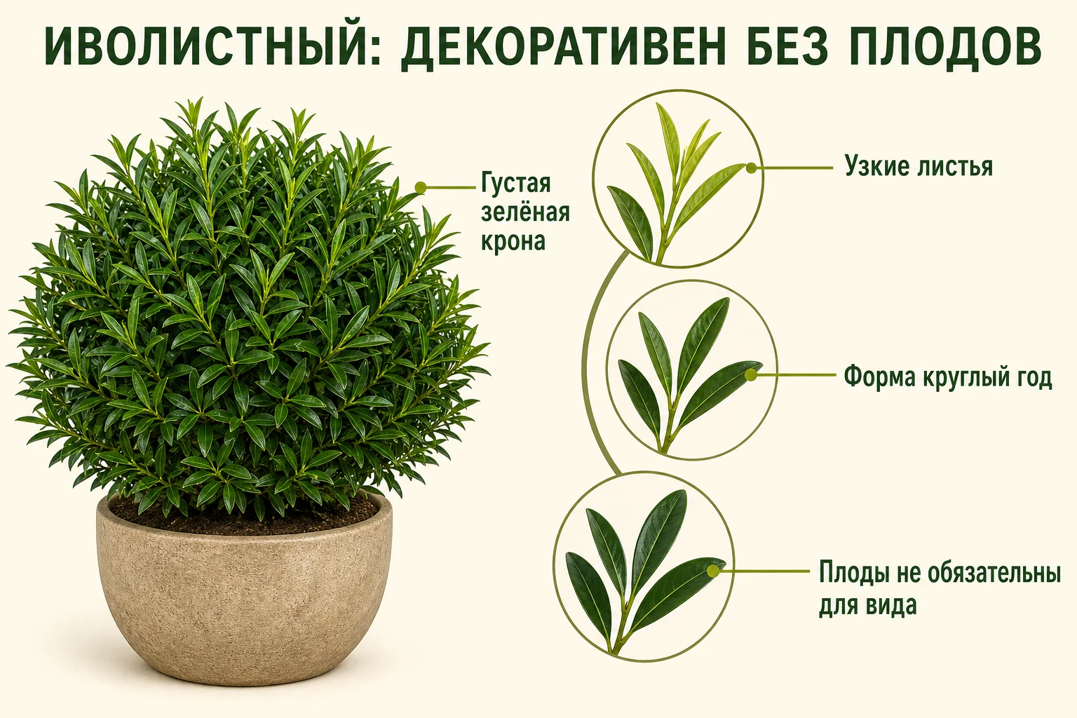 Компактный вечнозелёный куст иволистного мандарина с узкими листьями без плодов.