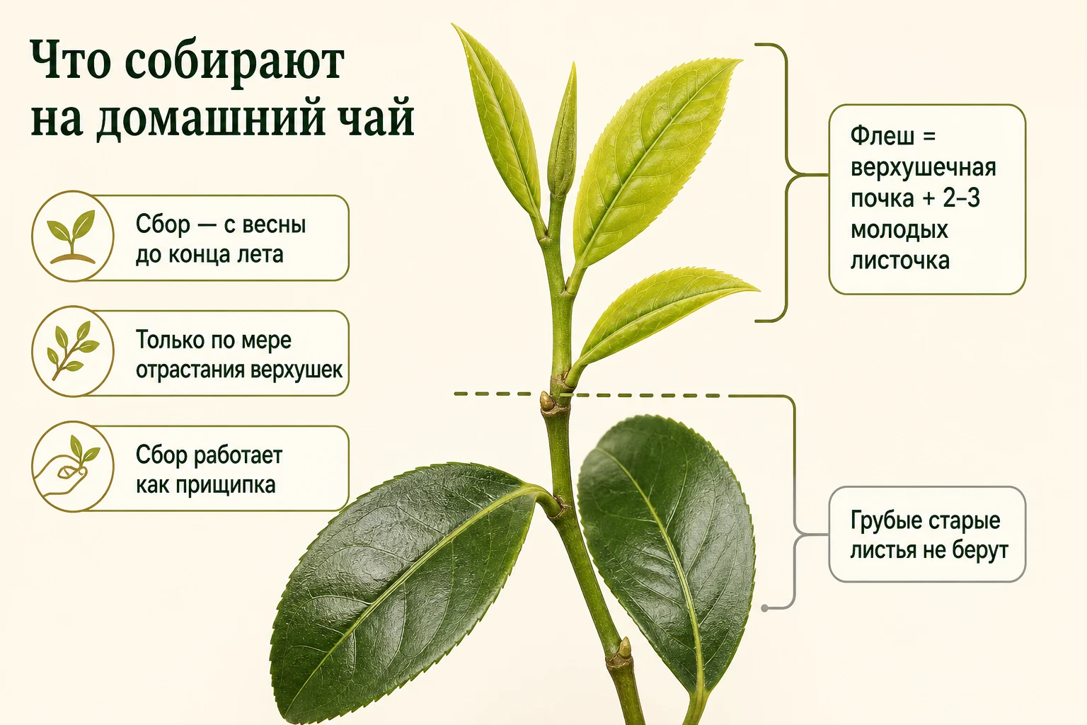 Чайный флеш: верхушечная почка и три молодых листочка на конце побега камелии китайской.