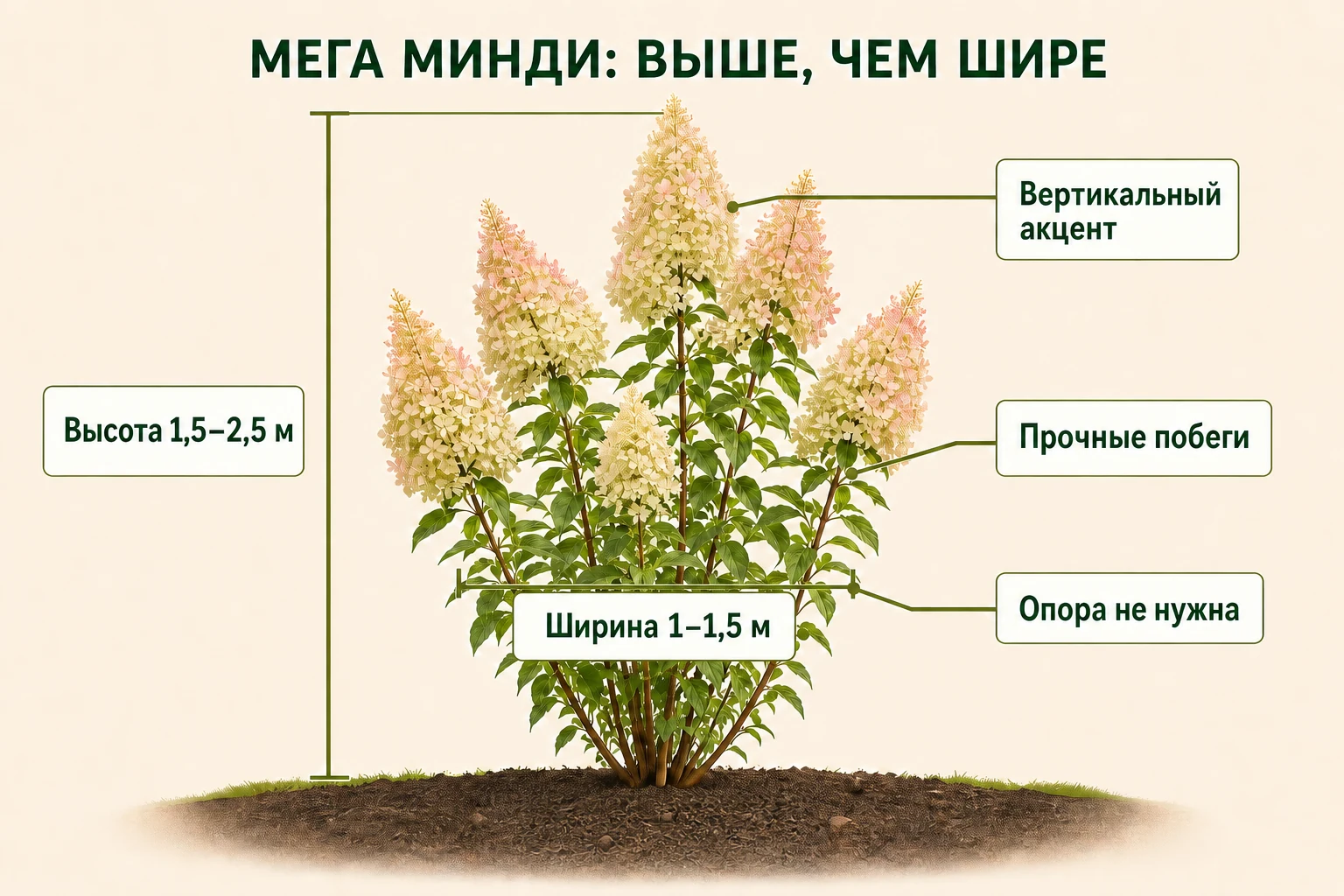 Высокий узкий куст Мега Минди с размерными скобами 1,5–2,5 м по высоте и 1–1,5 м по ширине.