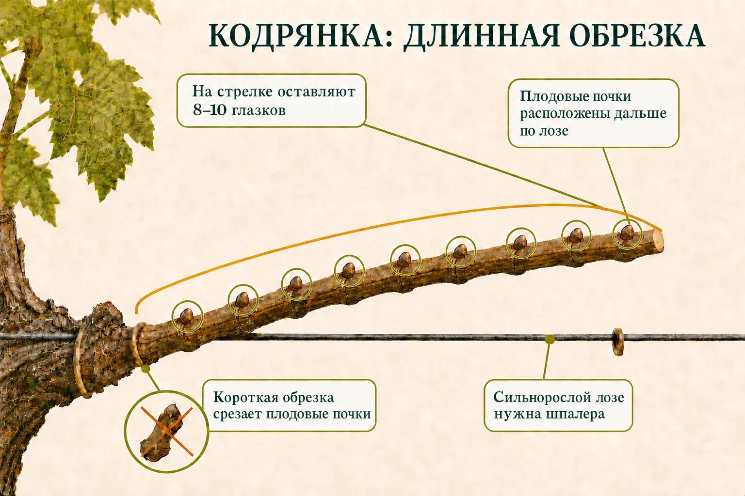 Непрерывная лоза Кодрянки с девятью глазками, длинным сохранённым участком и срезом за последней почкой.