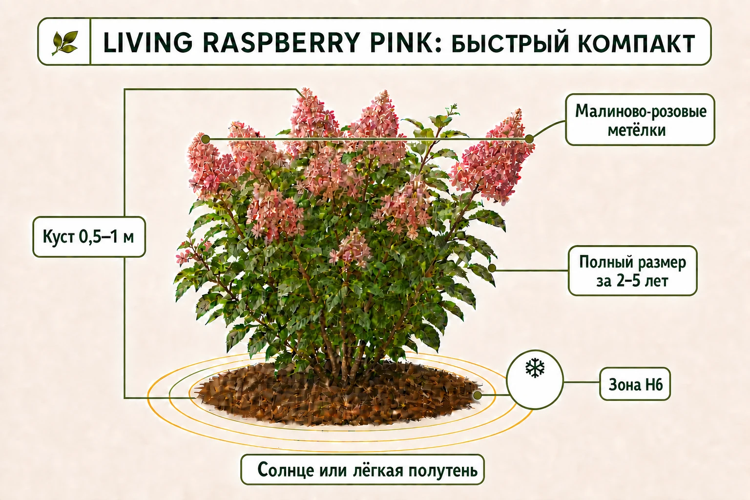Компактный куст Living Raspberry Pink 0,5–1 м с годичными кольцами 2–5 лет, малиновой метёлкой и знаком H6.