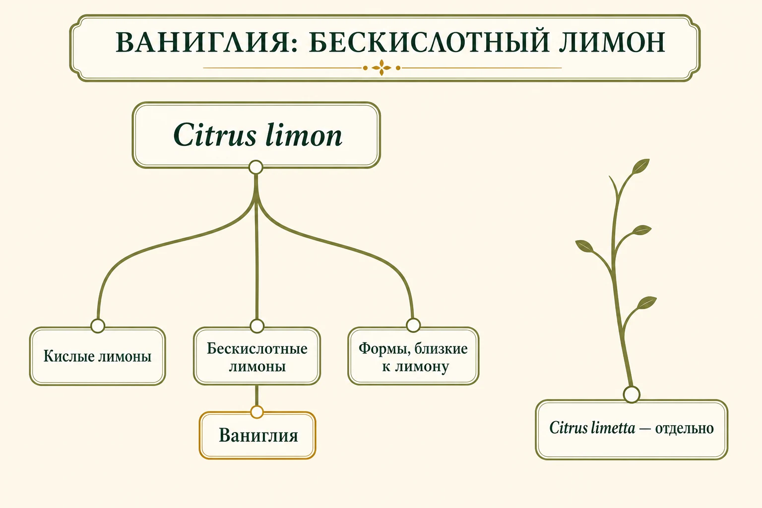 Таксономическая схема: Ваниглия на ветви бескислотных Citrus limon, а Citrus limetta показана отдельно.