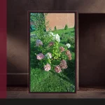 Гортензия метельчатая Даймонд Руж — молодой куст целиком и точка посадки в грунте