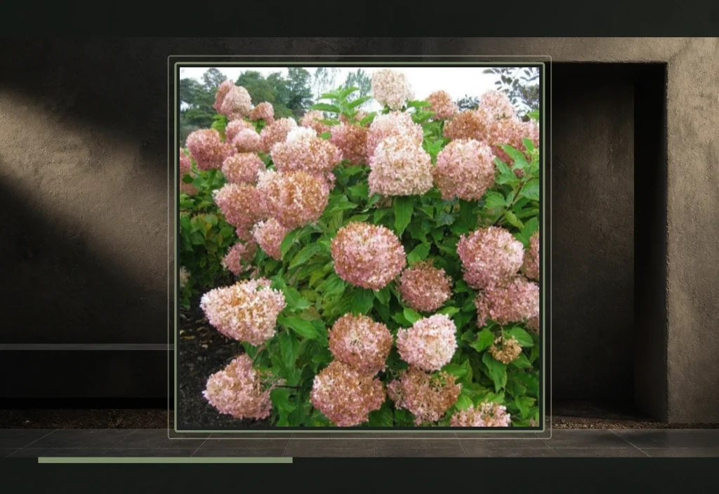 Гортензия метельчатая Фантом — масса крупных конических метёлок