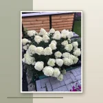 Гортензия метельчатая Ливинг Коттон Крем — обильное цветение взрослого растения
