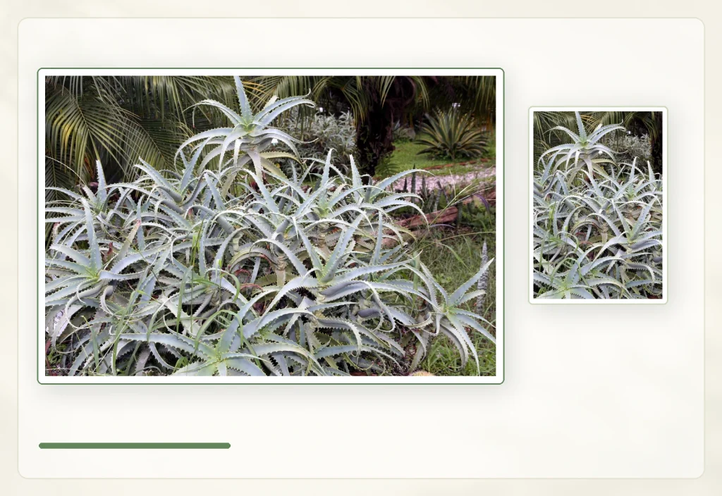 Алоэ древовидное (Aloe arborescens): Разросшаяся группа Aloe arborescens.