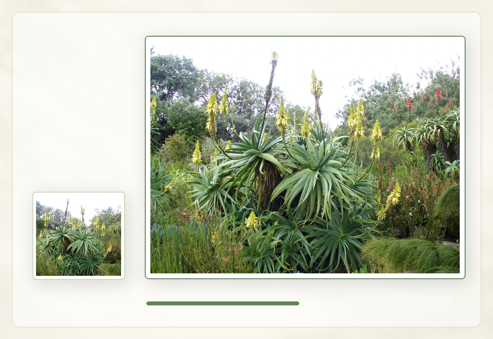 Алоэ древовидное (Aloe arborescens): Цветущие растения в садовой культуре.