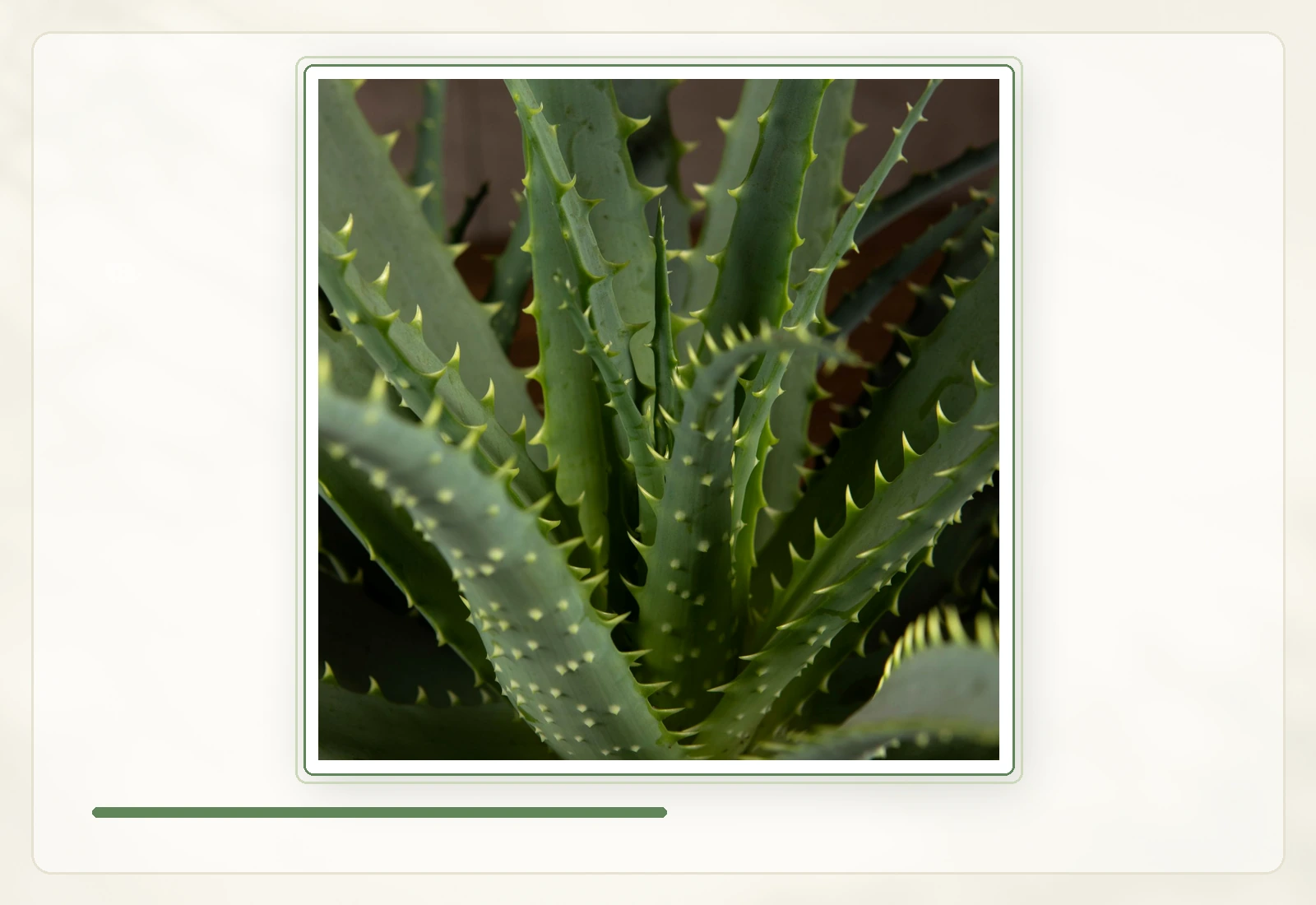 Алоэ древовидное (Aloe arborescens): Зубчатый край и форма листа.