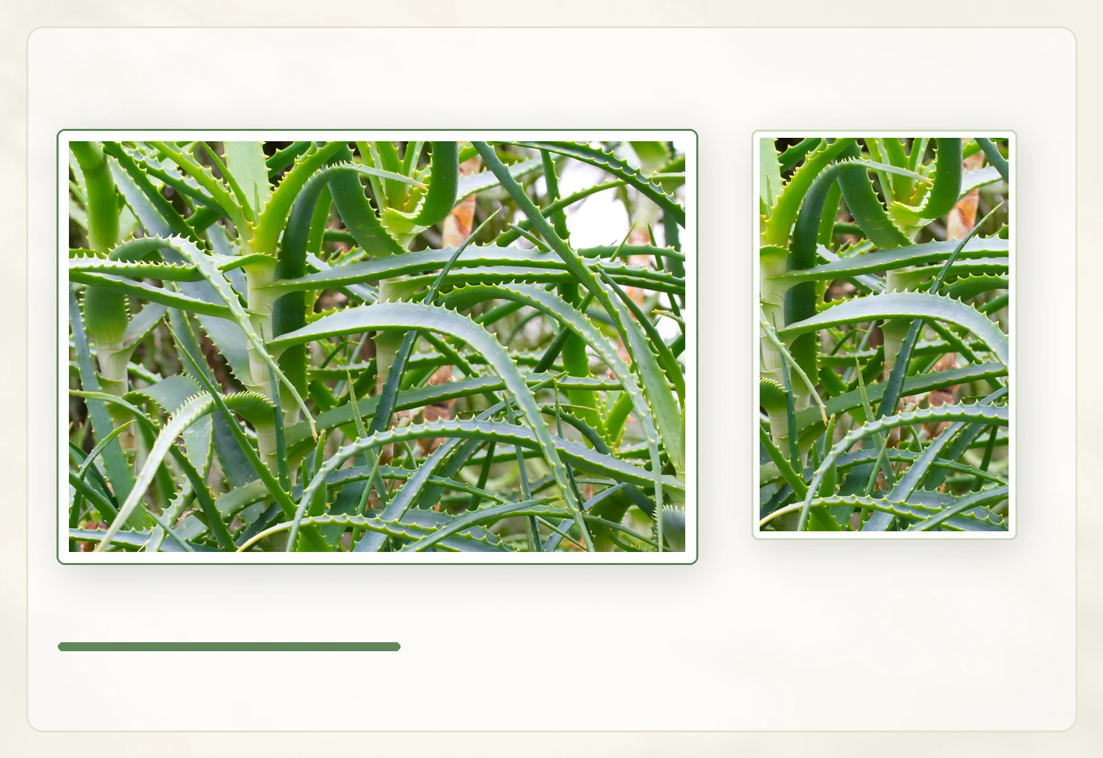 Алоэ древовидное (Aloe arborescens): Строение побегов зрелого растения.