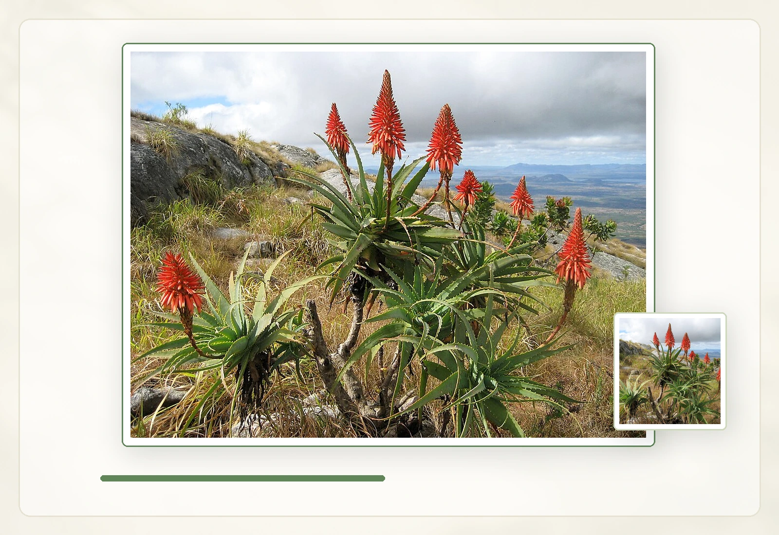 Алоэ древовидное (Aloe arborescens): Цветущий куст в открытом грунте.