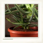 Алоэ древовидное (Aloe arborescens): Алоэ древовидное в контейнере.