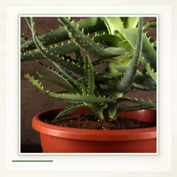 Алоэ древовидное (Aloe arborescens): Алоэ древовидное в контейнере.