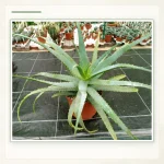 Алоэ древовидное (Aloe arborescens): Целое взрослое растение в горшке.