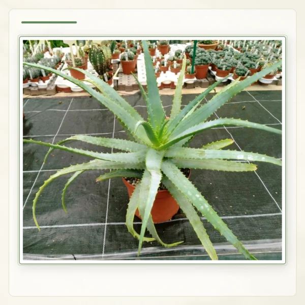Алоэ древовидное (Aloe arborescens): Целое взрослое растение в горшке.