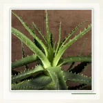 Алоэ древовидное (Aloe arborescens): Здоровая розетка и характерные зубчатые листья.