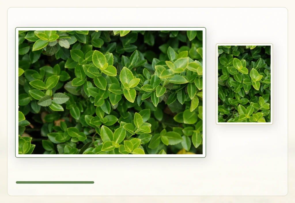 Бересклет Форчуна (Euonymus fortunei): Зелёные листья Euonymus fortunei.