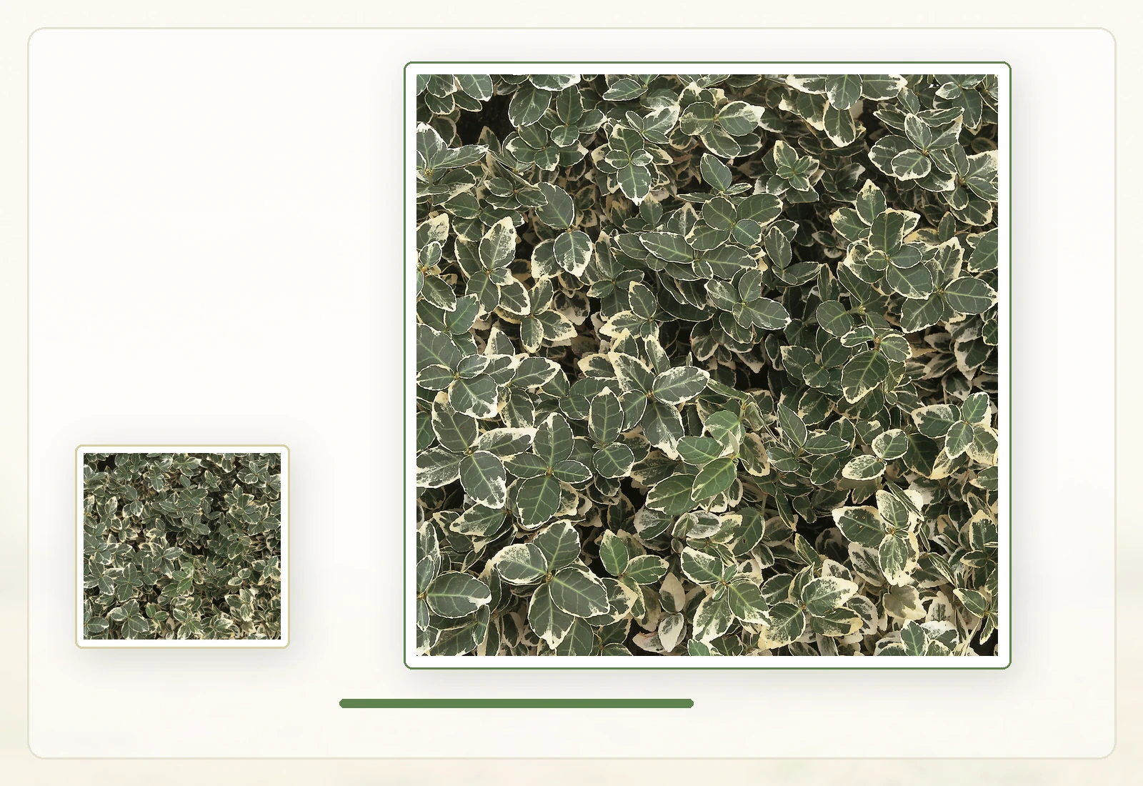 Бересклет Форчуна (Euonymus fortunei): Сорт с бело-зелёной окраской.