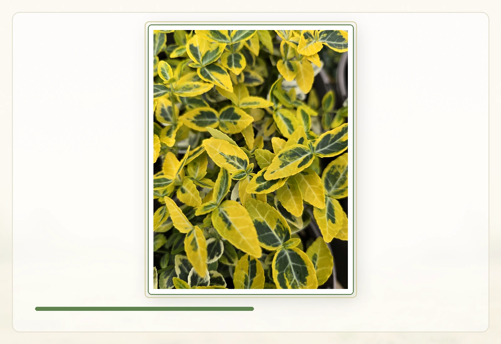Бересклет Форчуна (Euonymus fortunei): Жёлто-зелёная садовая форма.