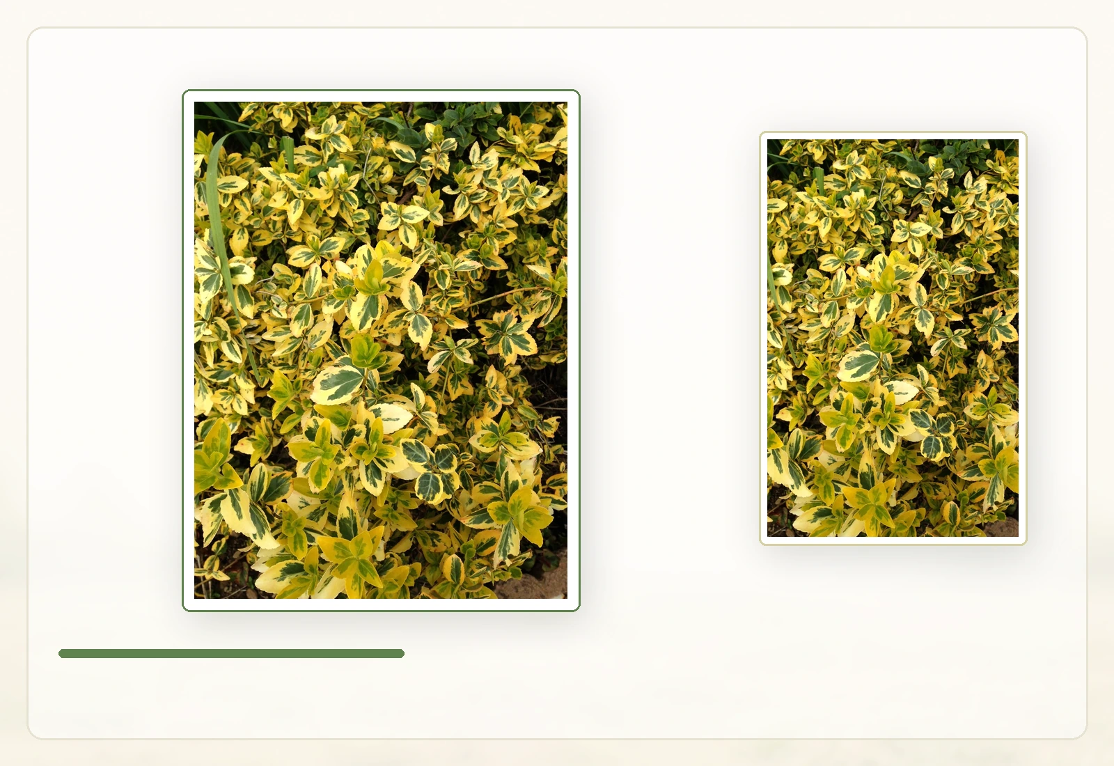 Бересклет Форчуна (Euonymus fortunei): Общий вид золотистого куста.