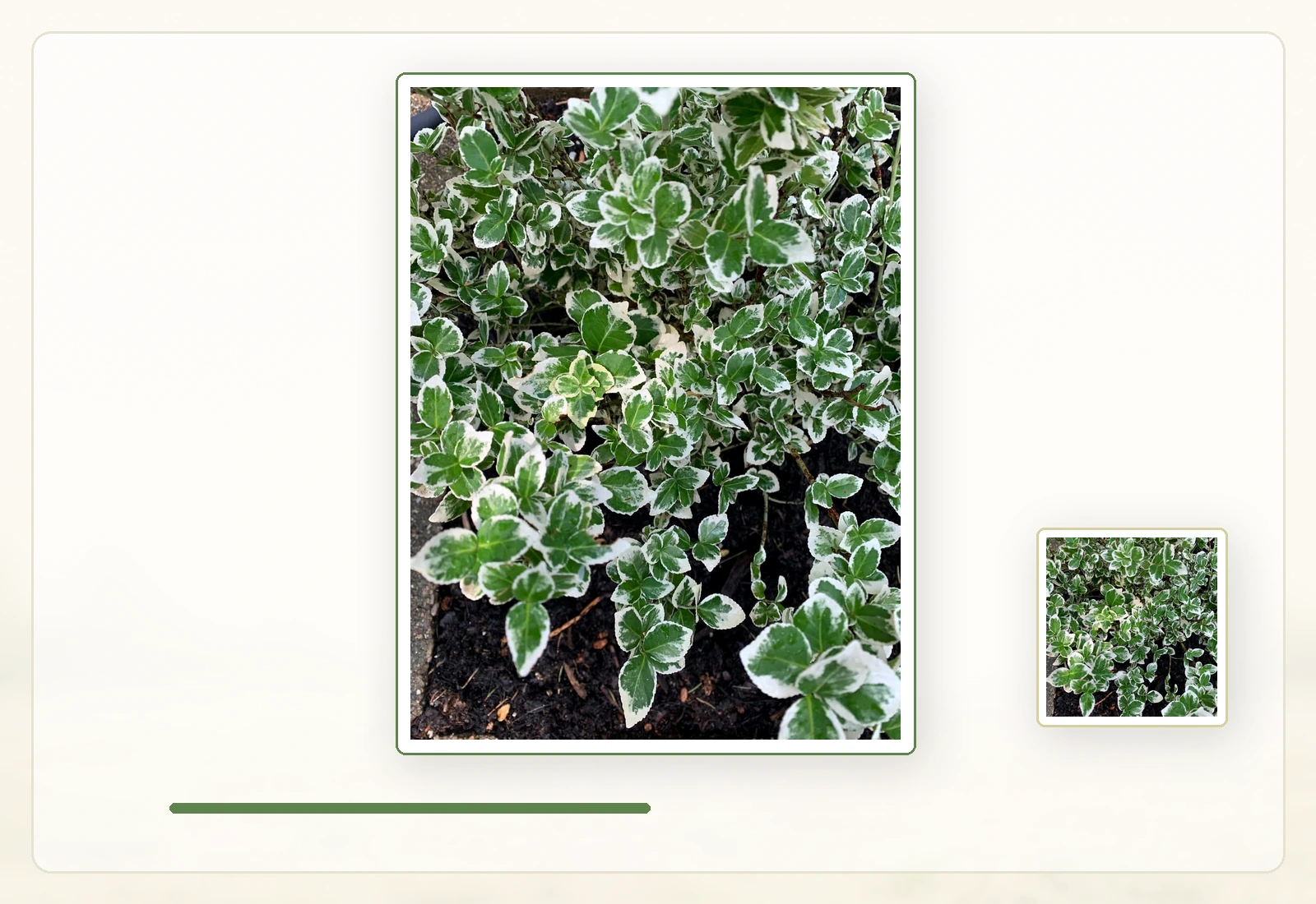 Бересклет Форчуна (Euonymus fortunei): Белокаймлённый сорт в сравнительном ряду.