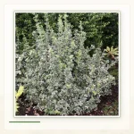 Бересклет Форчуна (Euonymus fortunei): Сформированный куст бересклета Форчуна.