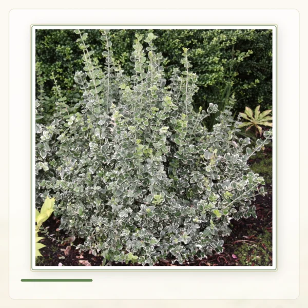 Бересклет Форчуна (Euonymus fortunei): Сформированный куст бересклета Форчуна.