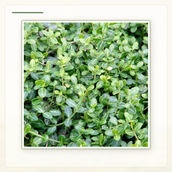 Бересклет Форчуна (Euonymus fortunei): Компактный зелёный габитус.