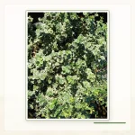Бересклет Форчуна (Euonymus fortunei): Белокаймлённая садовая форма бересклета Форчуна.
