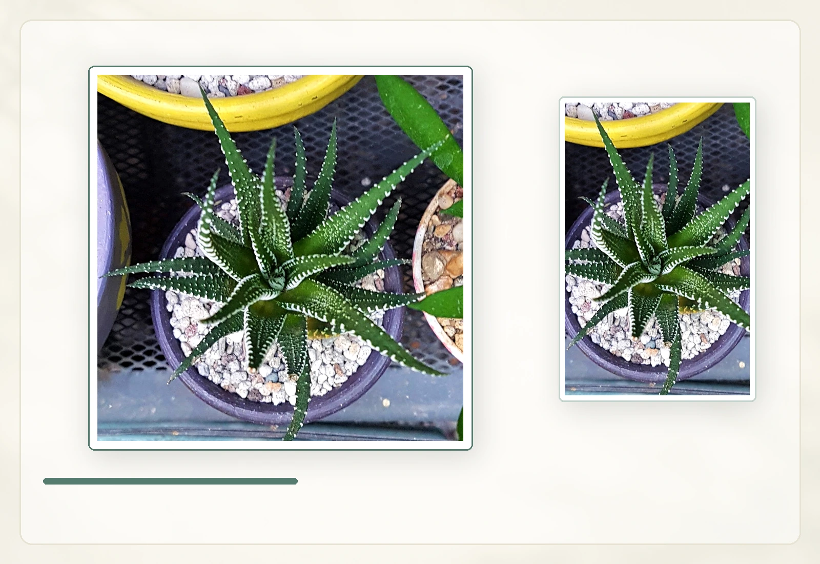 Хавортиопсис фасциата (Haworthiopsis fasciata): Симметрия розетки и рисунок листьев.