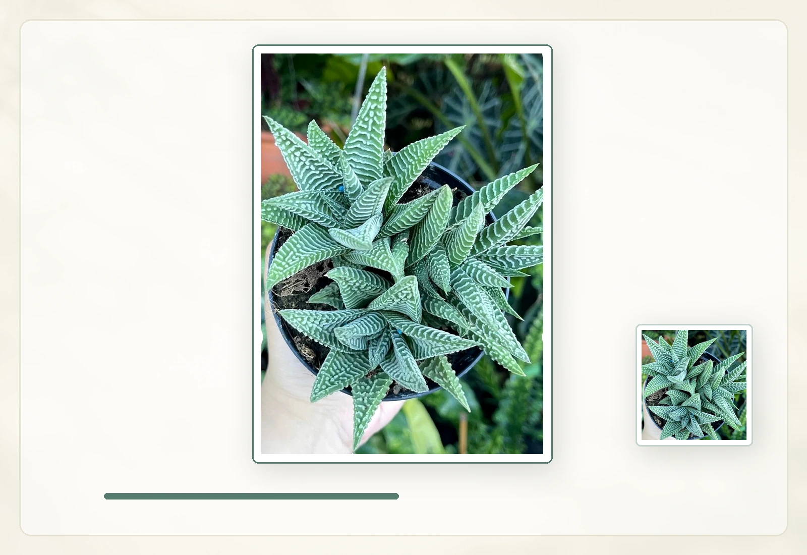 Хавортиопсис фасциата (Haworthiopsis fasciata): Форма зрелой розетки крупным планом.