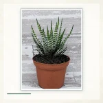 Хавортиопсис фасциата (Haworthiopsis fasciata): Хавортиопсис фасциата в простом горшке.
