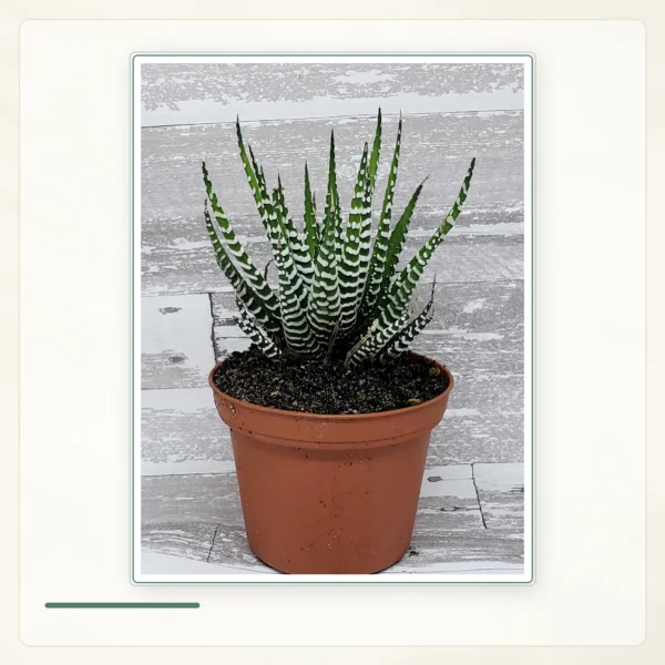 Хавортиопсис фасциата (Haworthiopsis fasciata): Хавортиопсис фасциата в простом горшке.
