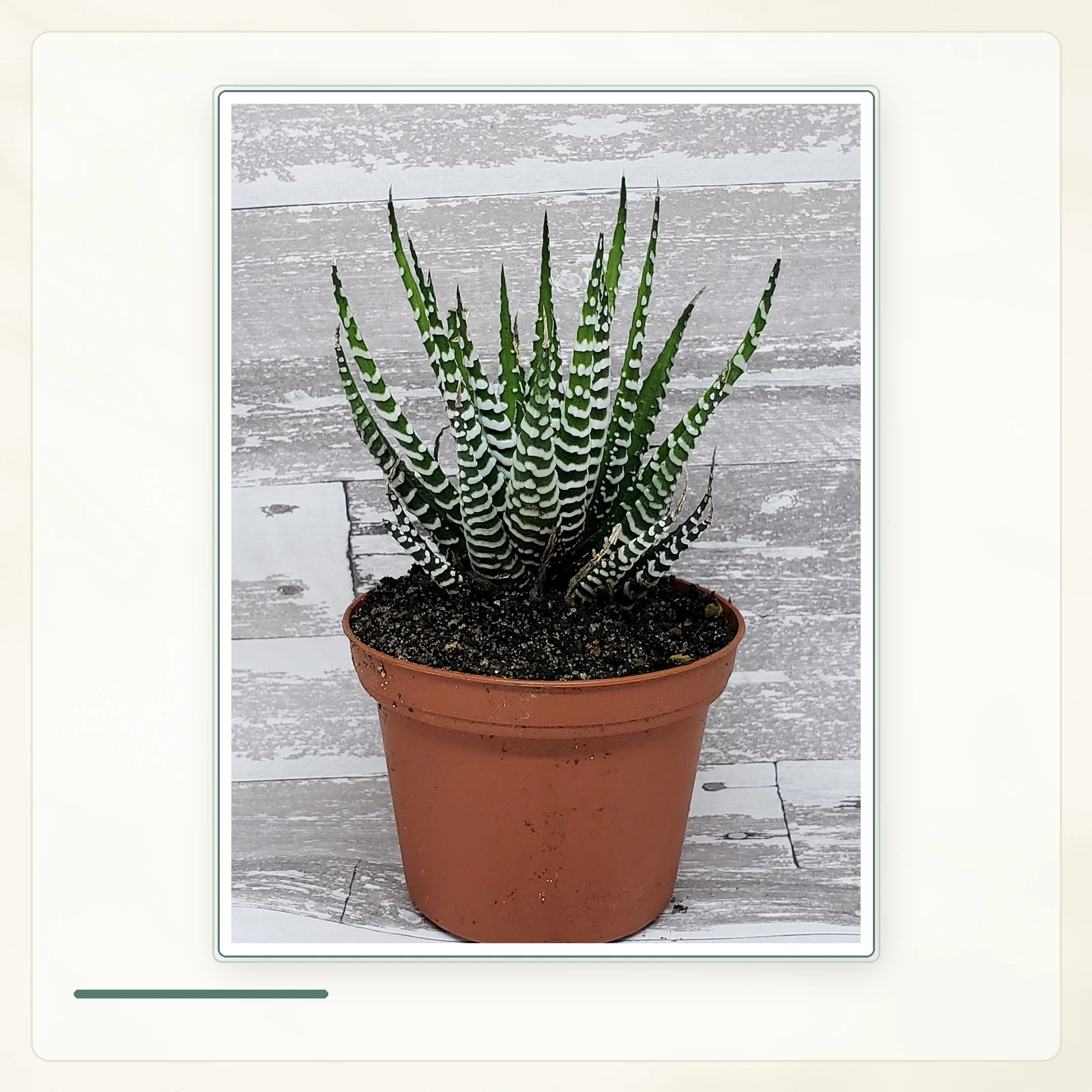 Хавортиопсис фасциата (Haworthiopsis fasciata) — Основное растение Хавортиопсис фасциата (Haworthiopsis fasciata): Хавортиопсис фасциата в простом горшке.