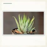 Хавортиопсис фасциата (Haworthiopsis fasciata): Розетка и поперечные белые полосы.