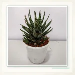 Хавортиопсис фасциата (Haworthiopsis fasciata): Взрослое растение в светлом кашпо.