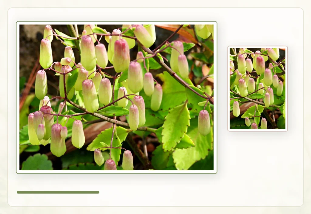 Каланхоэ перистое (Kalanchoe pinnata): Поникающие колокольчатые цветки.