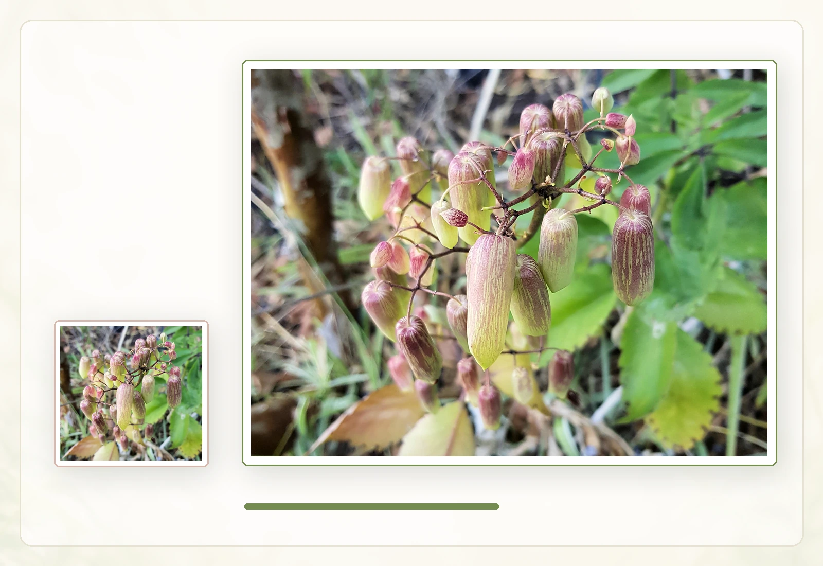 Каланхоэ перистое (Kalanchoe pinnata): Созревающие цветки и общий вид соцветия.