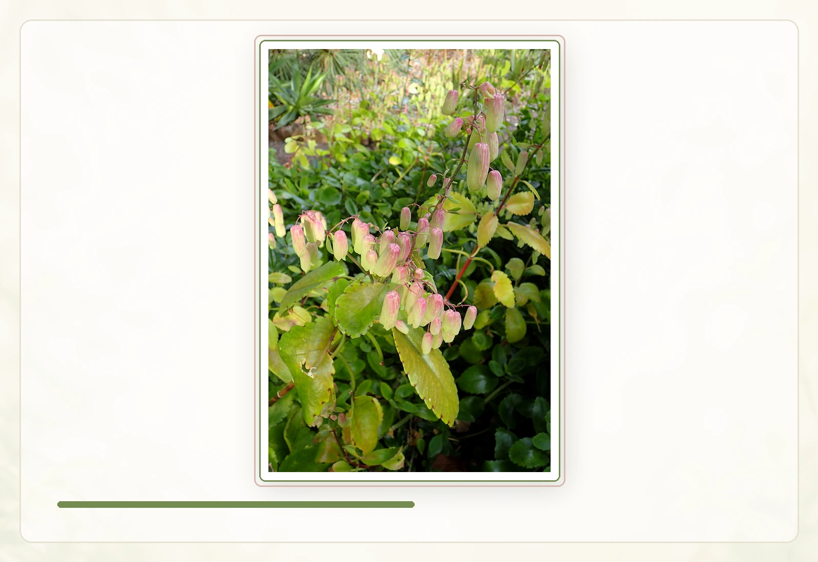 Каланхоэ перистое (Kalanchoe pinnata): Габитус цветущего взрослого растения.
