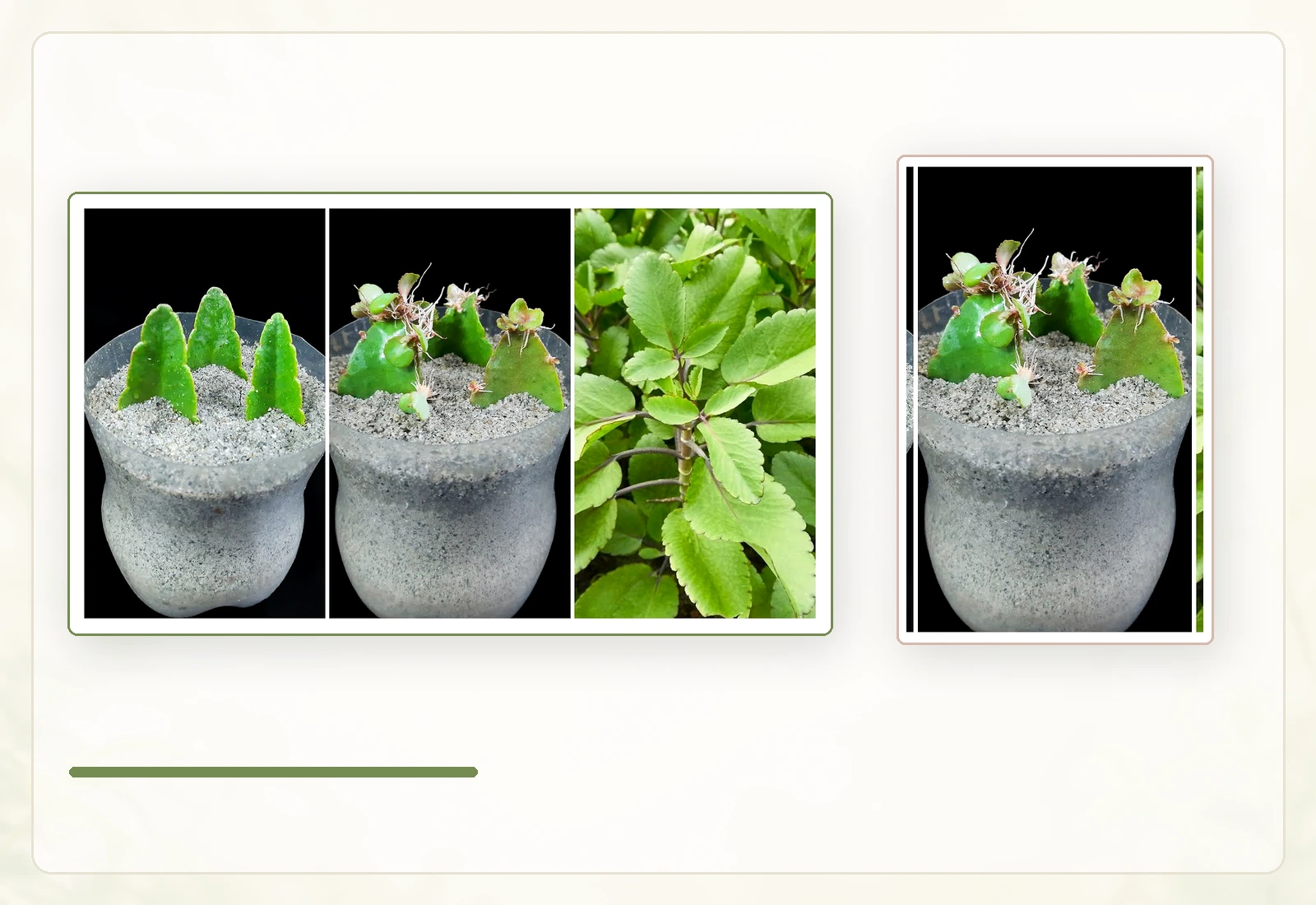 Каланхоэ перистое (Kalanchoe pinnata): Стадии появления дочерних растений на листе.