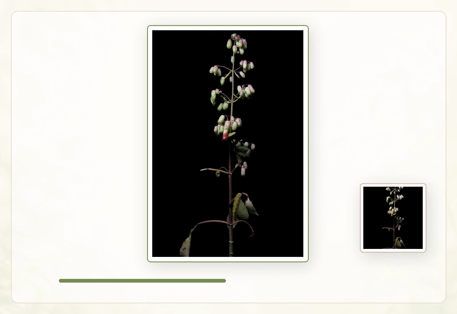 Каланхоэ перистое (Kalanchoe pinnata): Форма и окраска зрелого соцветия.