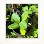 Каланхоэ перистое (Kalanchoe pinnata): Листовая розетка молодого каланхоэ.