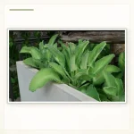 Каланхоэ перистое (Kalanchoe pinnata): Зрелые побеги в контейнере без рук в кадре.