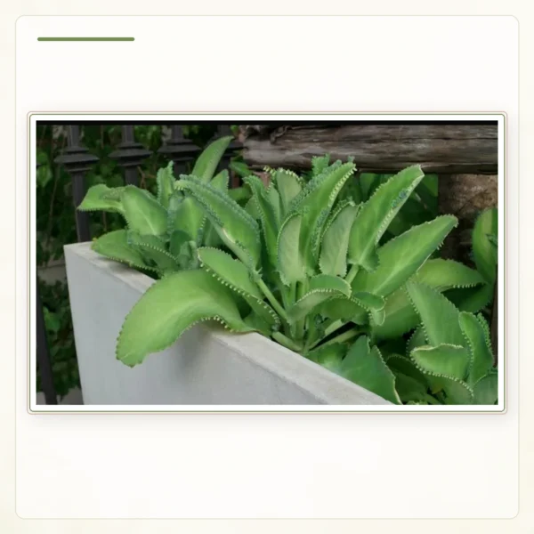 Каланхоэ перистое (Kalanchoe pinnata): Зрелые побеги в контейнере без рук в кадре.