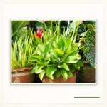 Каланхоэ перистое (Kalanchoe pinnata): Компактная группа растений в горшках.