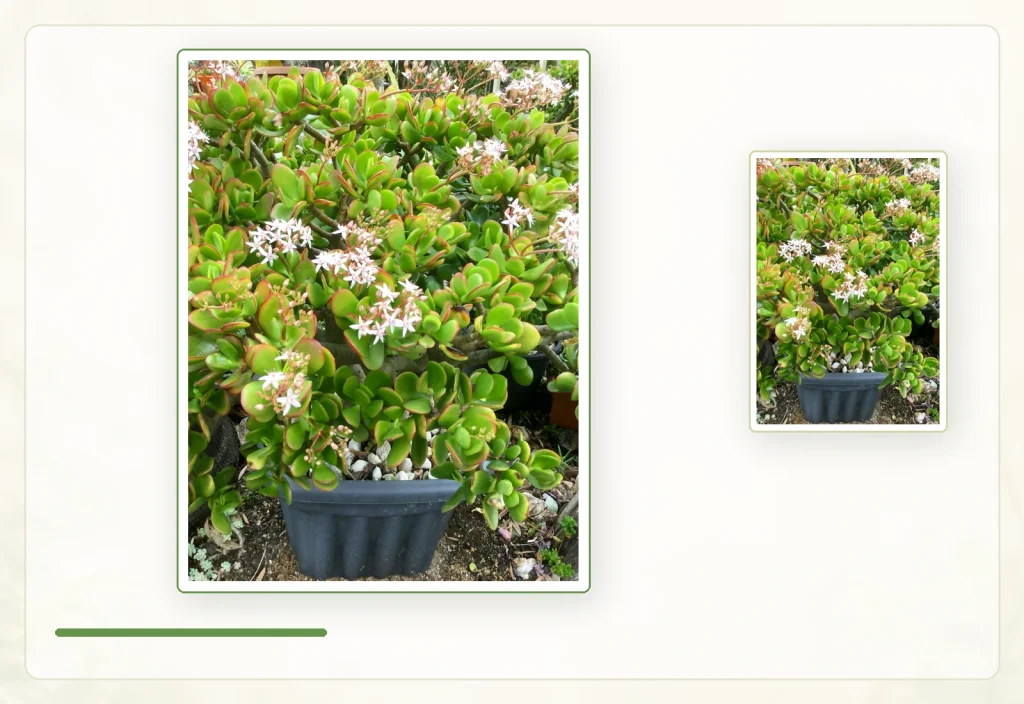 Толстянка овальная, денежное дерево (Crassula ovata): Общий вид цветущей Crassula ovata.