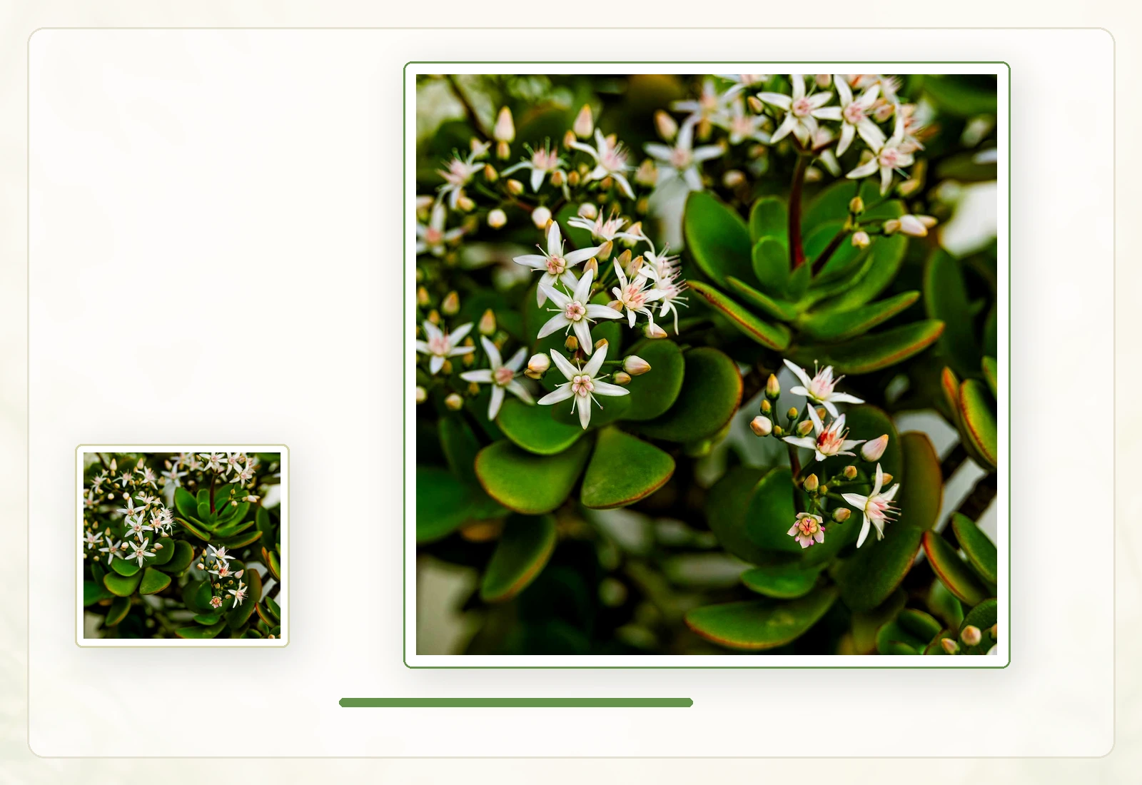 Толстянка овальная, денежное дерево (Crassula ovata): Мелкие звёздчатые цветки.
